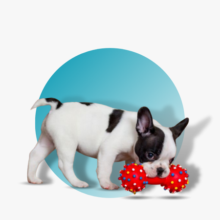 Para o seu Pet